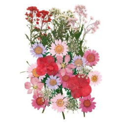 Kwiaty suszone prasowane w...