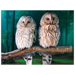 obraz do haftu diamentowego, sowy